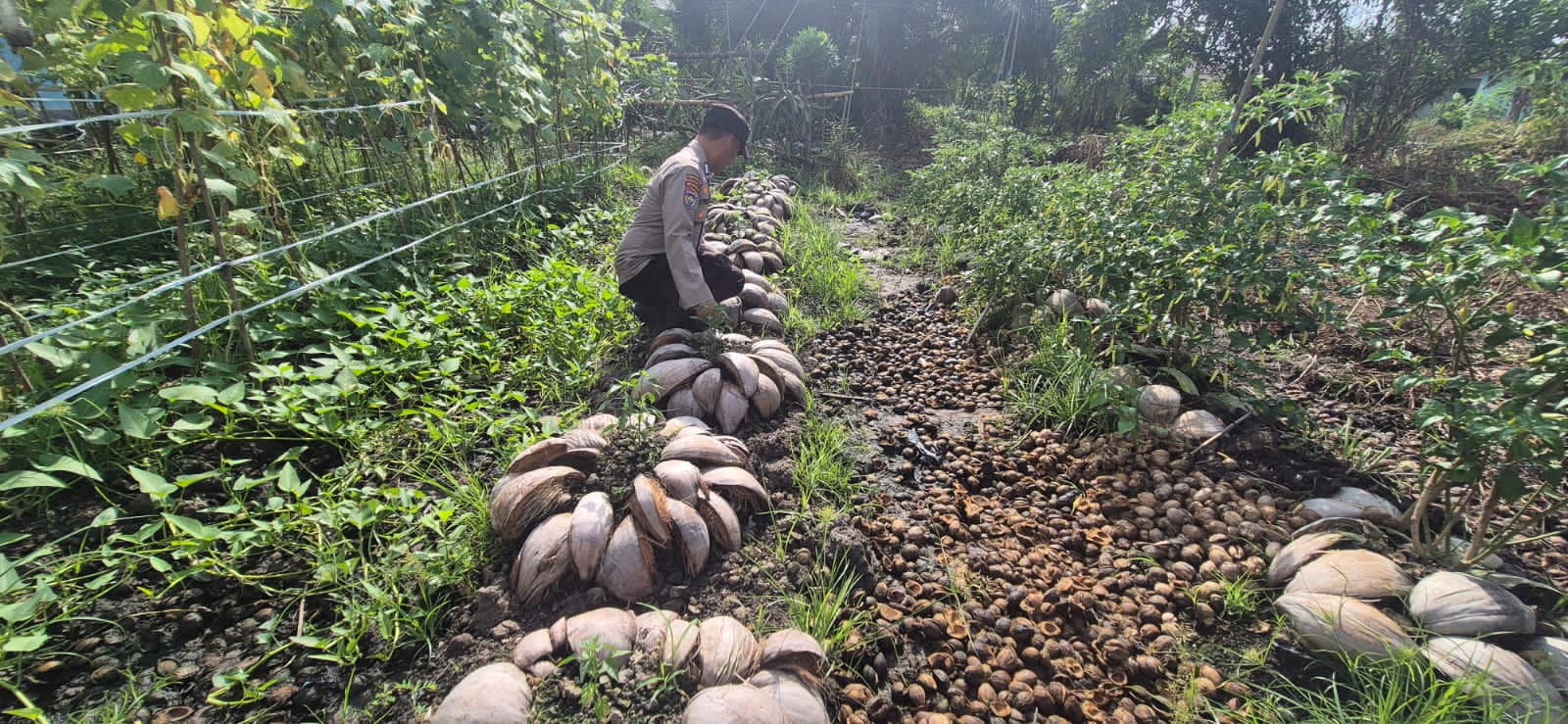 Bhabinkamtibmas Polsek Pelangiran Laksanakan Pendampingan  Perkembangan Tanaman Hortikultura 