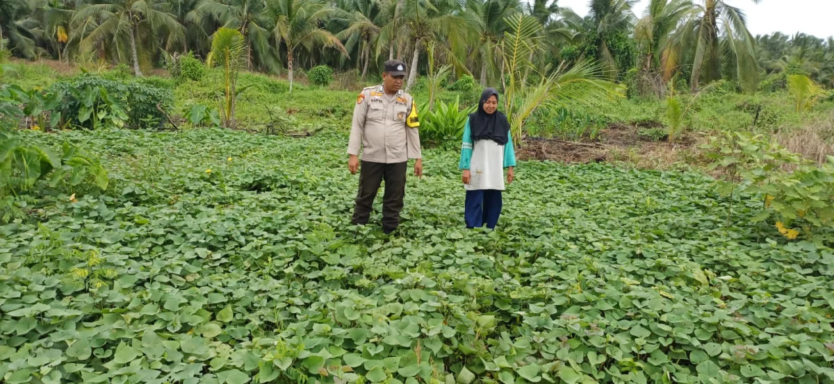 Sinergi Polri dan Petani: BRIPKA Sapta Sampurno Pastikan Pupuk Rutin untuk Optimalkan Panen Ubi Rambat