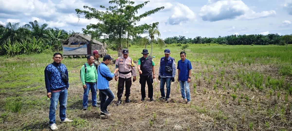 Antisipasi Dampak El Nino, Dinas Pertanian Inhil Intensifkan Monitoring Sentra Pangan