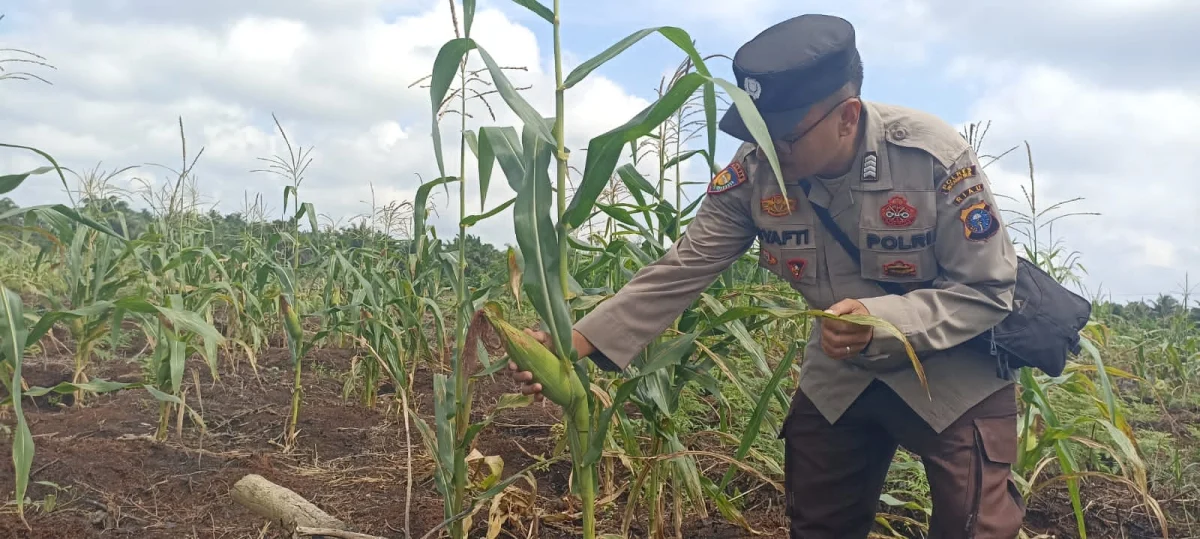 Polsek Pelangiran Perkuat Pendampingan Lahan Jagung, Iptu Iwan Saputra Ajak Masyarakat Sukseskan Swasembada Pangan