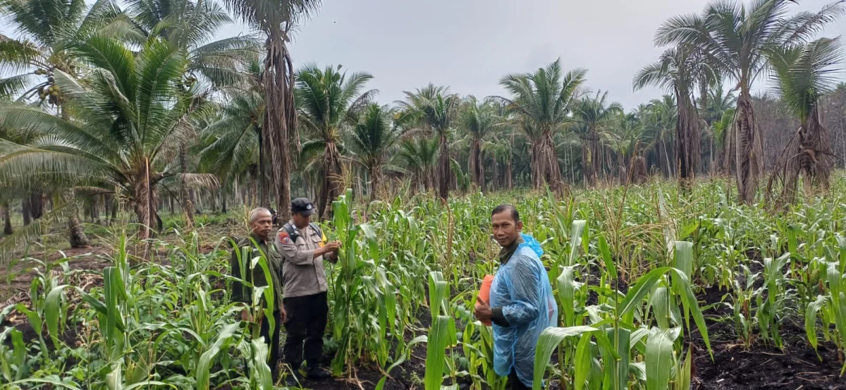 Bhabinkamtibmas Polsek Pelangiran Monitoring Tanaman Jagung Kuartal II untuk Dukung Swasembada Pangan 2026