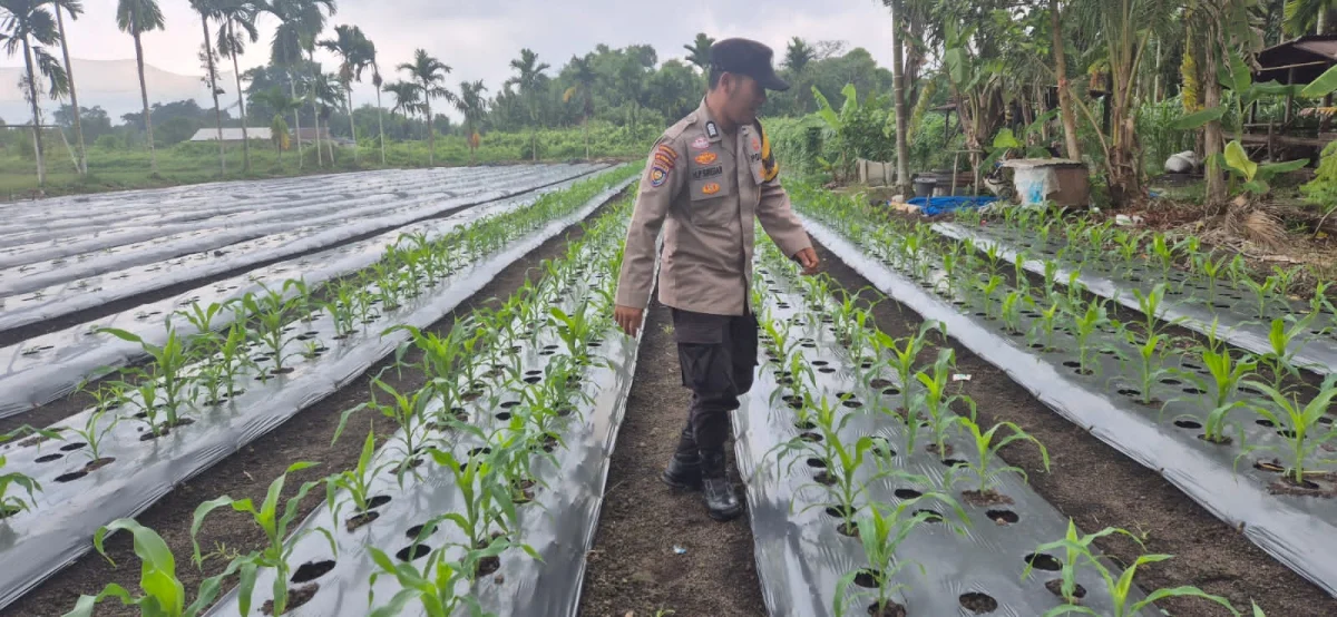 Polri Hadir untuk Petani, Bhabinkamtibmas Polsek Pelangiran Pantau Progres Tanaman Jagung