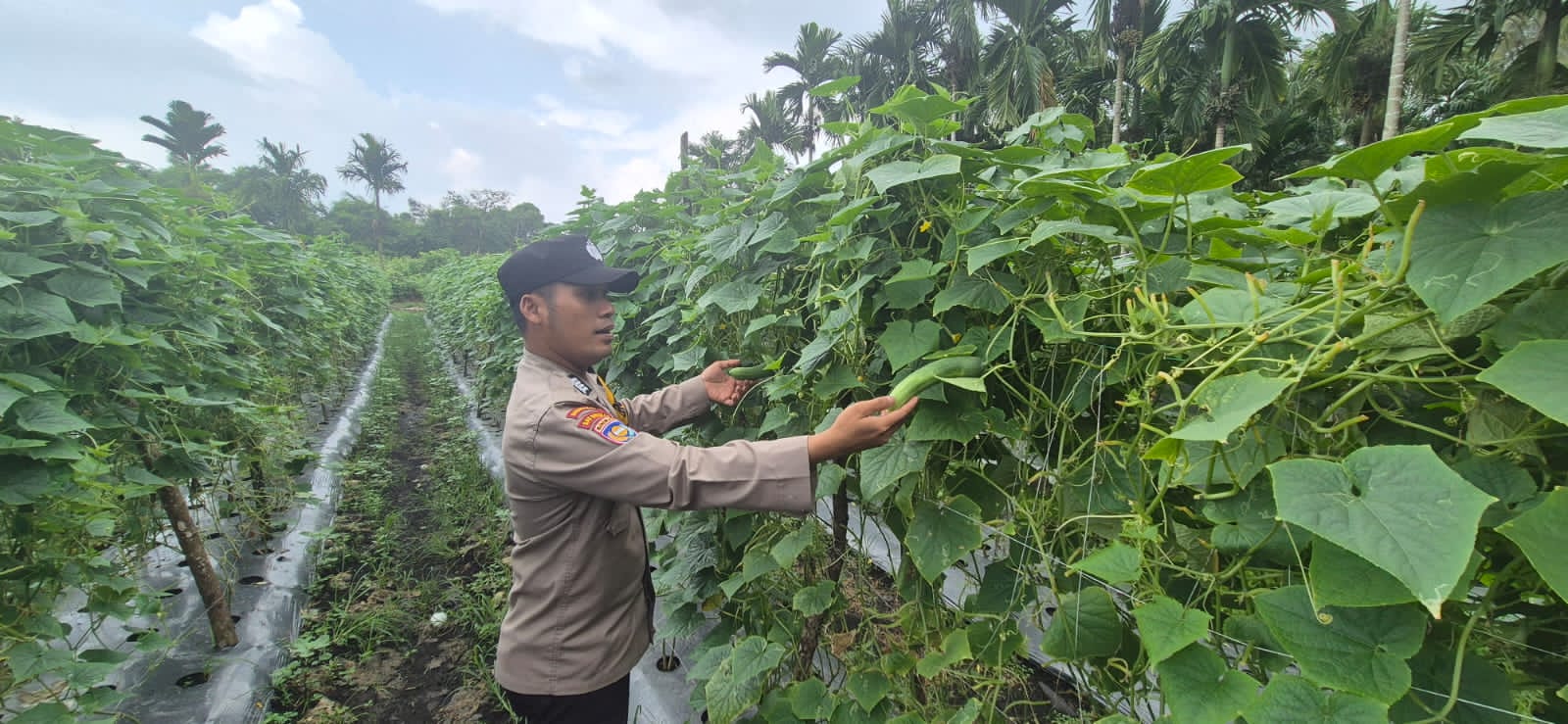 Polri Hadir di Lahan Pertanian, Polsek Pelangiran Kawal Perkembangan Tanaman Timun demi Panen Melimpah