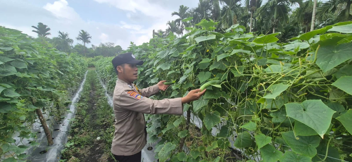 Polri Hadir di Lahan Pertanian, Polsek Pelangiran Kawal Perkembangan Tanaman Timun demi Panen Melimpah
