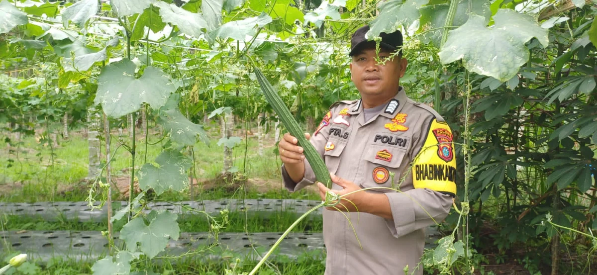 Polsek Pelangiran Memberikan Pendampingan Instensif Pada Sektor Pertanian