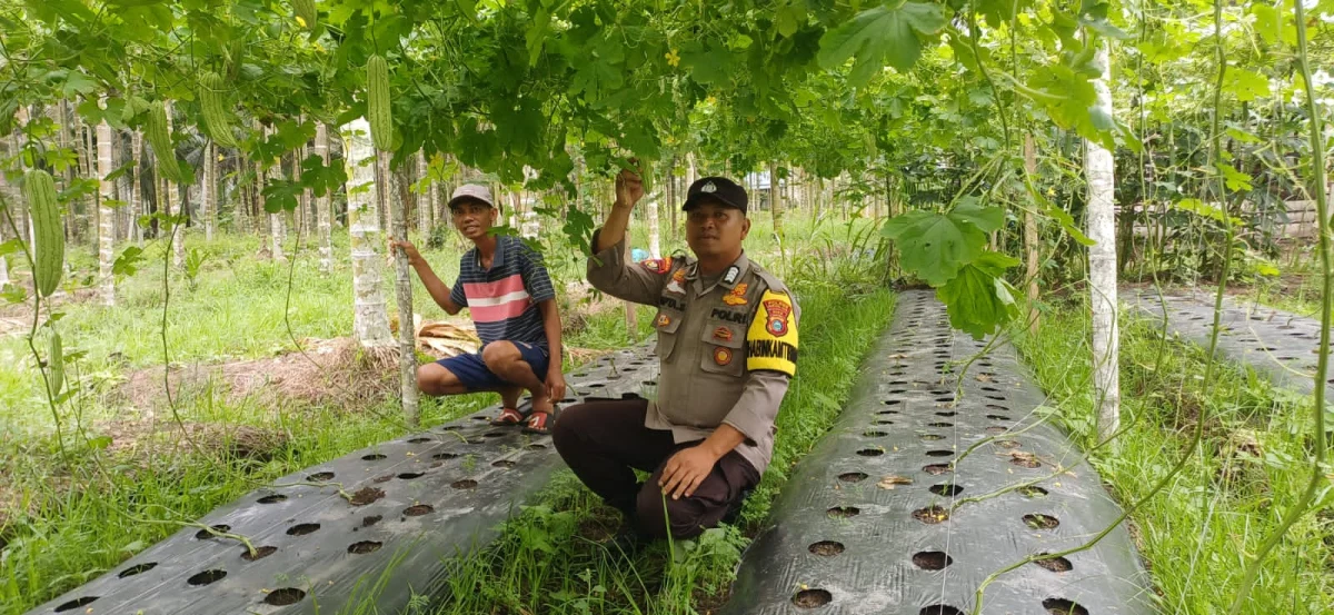 Optimalisasi Pertumbuhan Pare di Rotan Semelur, Bhabinkamtibmas Pelangiran Pantau Konsistensi Pemupukan dan Kesehatan Tanaman